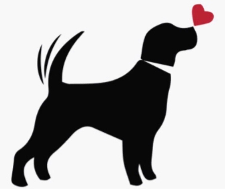 Dog day care, dog boarding, dog walker, rover, dog park, dog daycare, dog camp, But the only real one every searches is dog daycare near me, dog day care Salem nh, and dog boarding near me