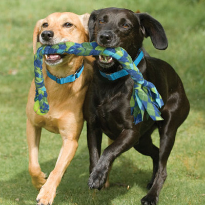 Dog day care dogs enjoying